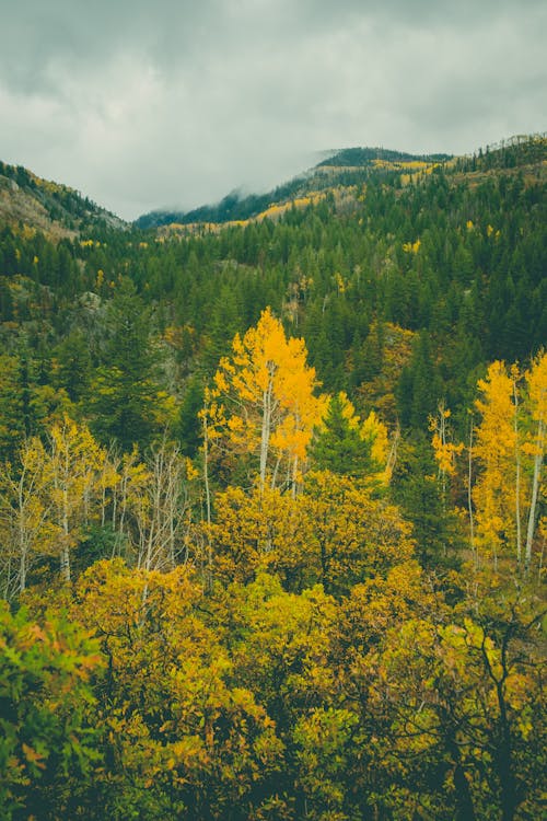 Kostenloses Stock Foto zu berge, drohne erschossen, gelbe bäume