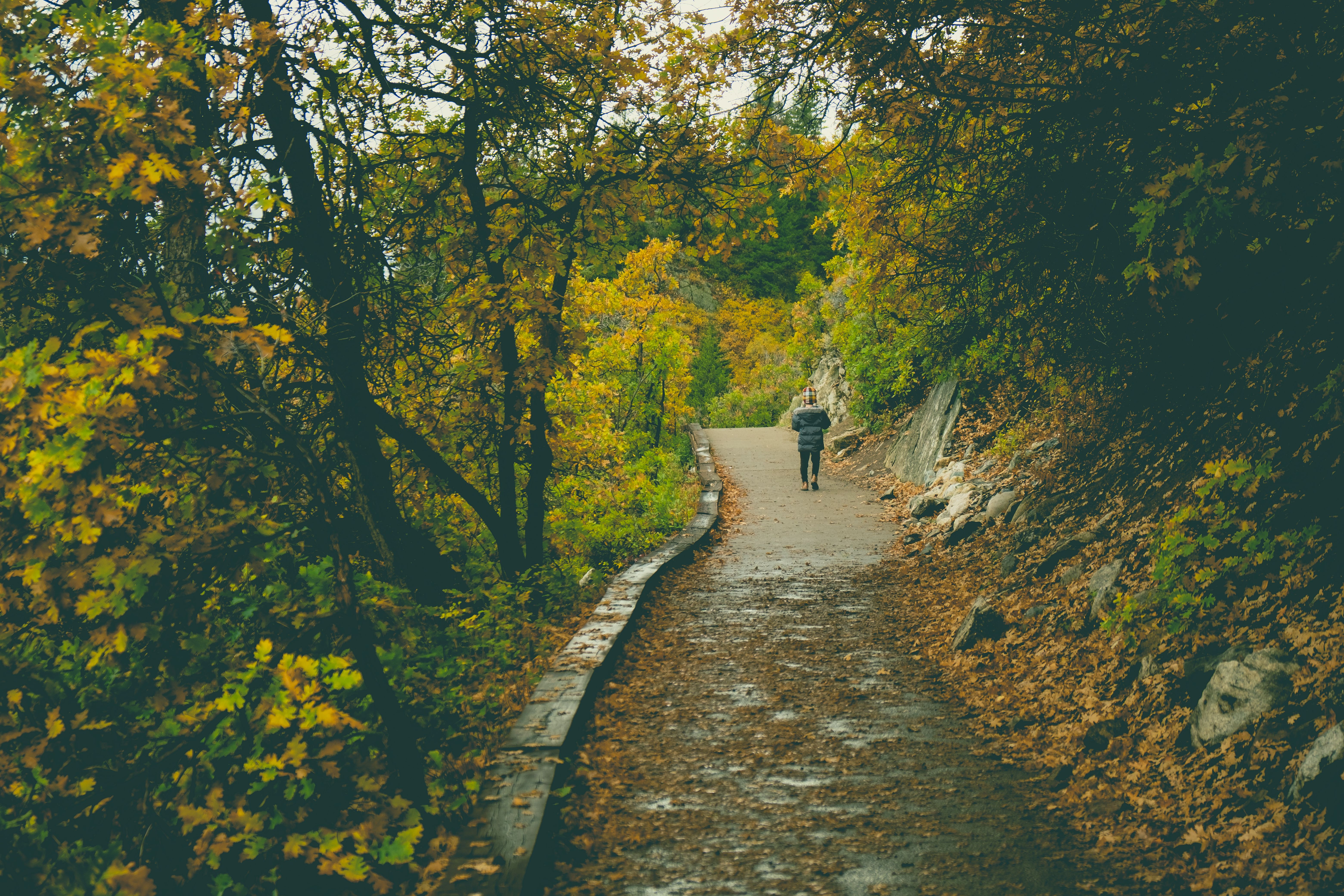 Young child walking alone on a leaf-covered autumn pathway surrounded by vibrant yellow and green trees.