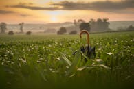 日落时分，一把伞插在生长的农作物中，呈现出一片宁静的农田景象