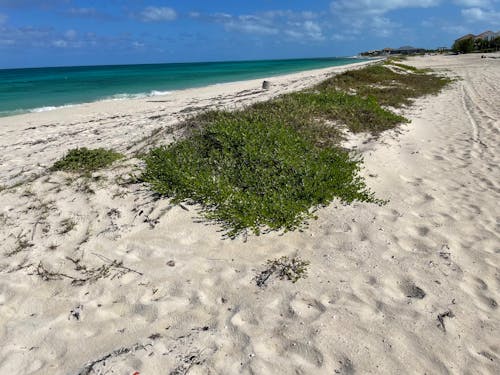 бесплатная Бесплатное стоковое фото с песчаный пляж, пляж, тропический Стоковое фото