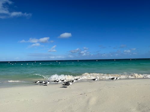 бесплатная Бесплатное стоковое фото с морские чайки, на пляже, пляж Стоковое фото