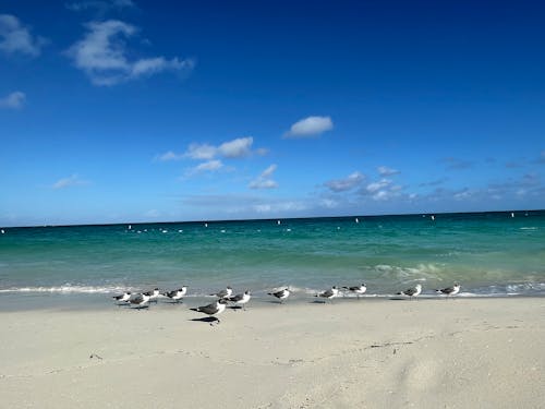 бесплатная Бесплатное стоковое фото с морские чайки, песок, песчаный пляж Стоковое фото