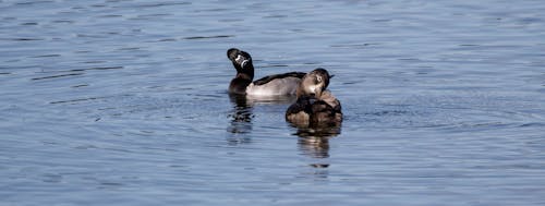 Ring neck duck drake looking at a hen