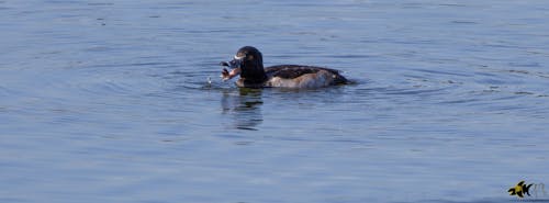 Ring neck duck drake eating a snail