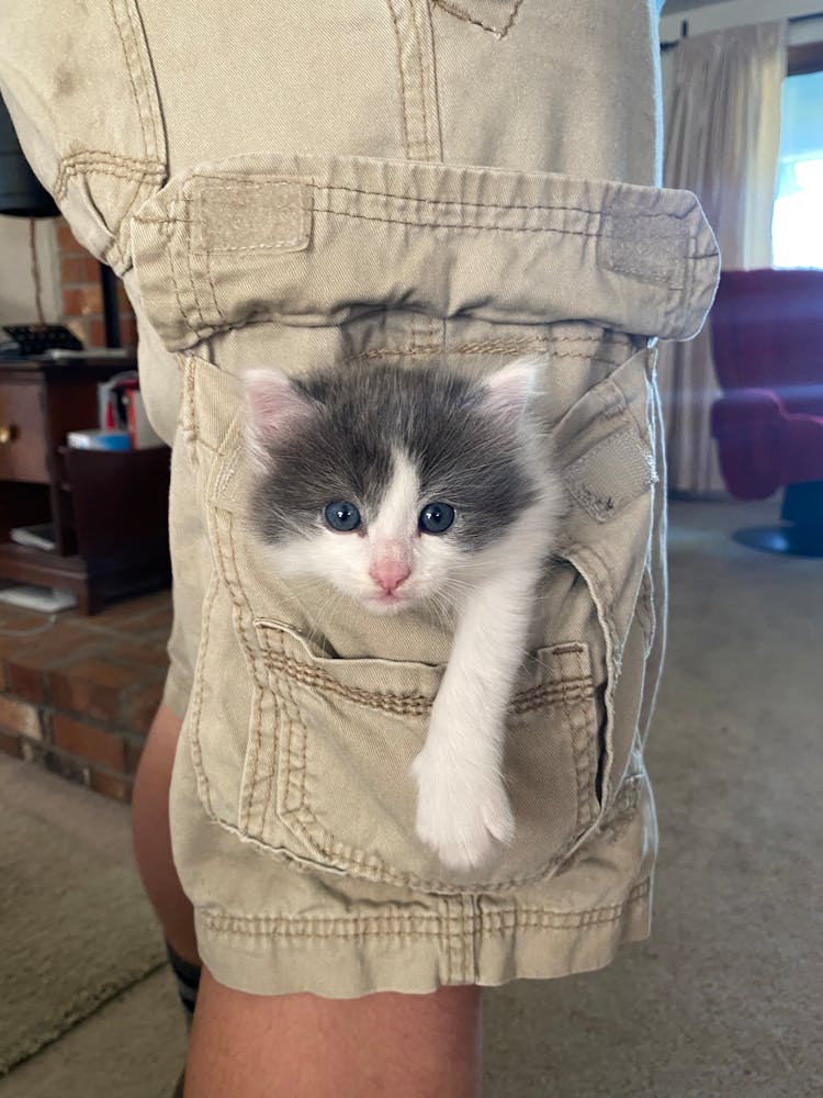 Cat Inside The Pocket Of A Shorts