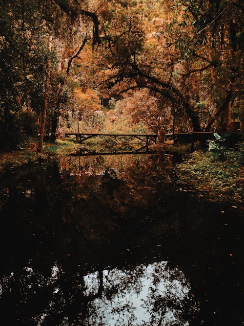 茶色の葉の木に囲まれた茶色の橋写真