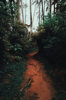 A serene forest path surrounded by lush greenery in Fracalanza, SP, Brazil.