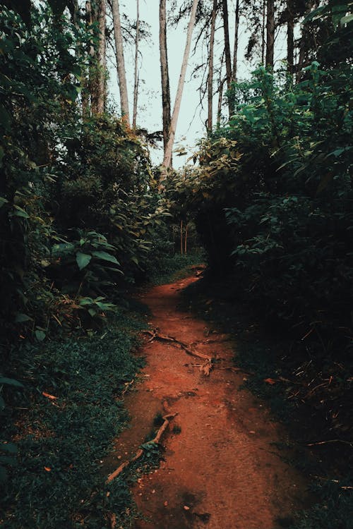 Narrow Pathway