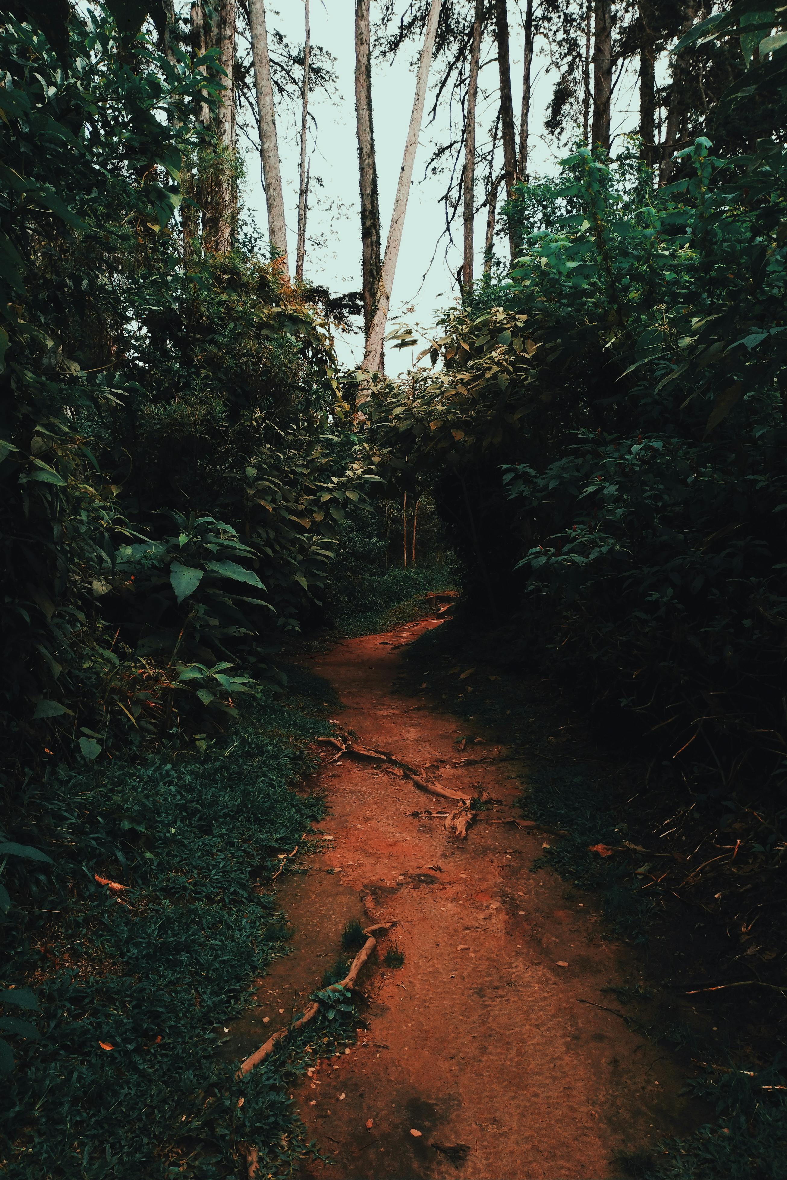 Narrow Pathway · Free Stock Photo