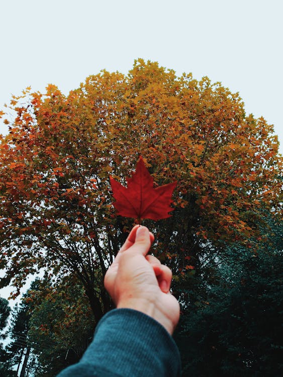 Free Person Holding Red Maple Leaf Stock Photo