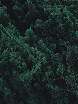 Dense evergreen foliage textures creating a natural green background.