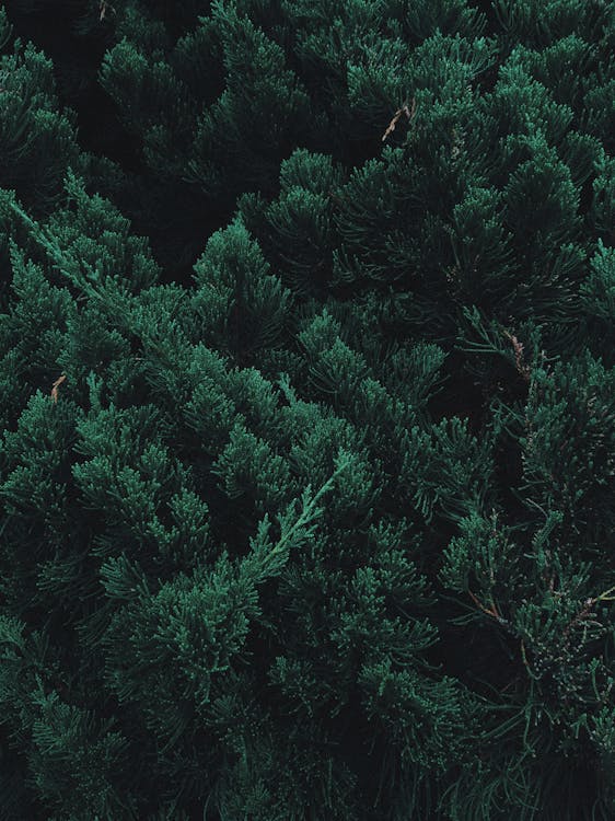 Bird's Eye View of Green Leafed Trees