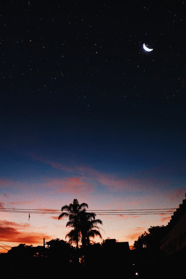 Silhouette Of Trees Under Moon