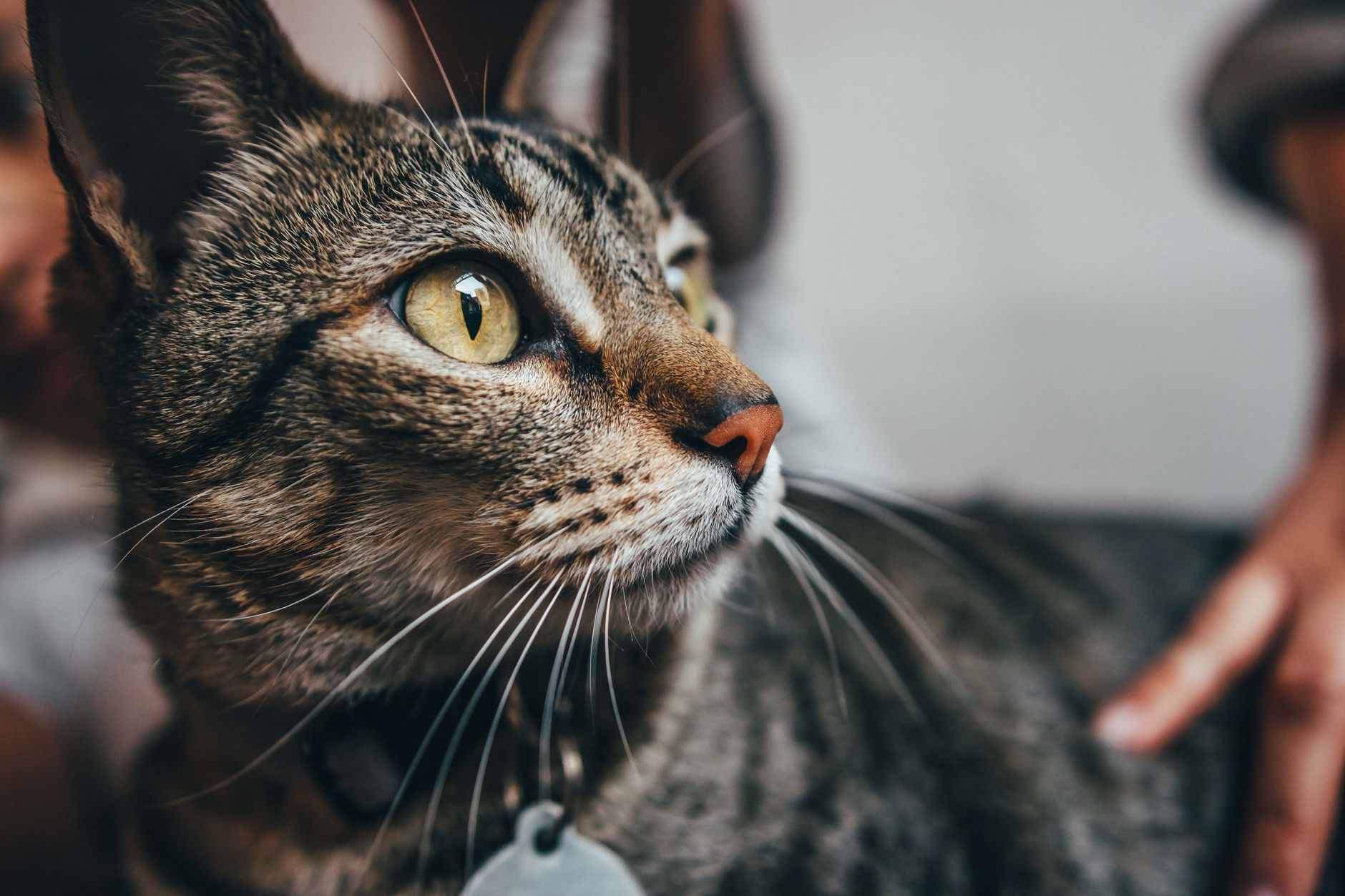 A cat undergoing diagnostic blood testing at a veterinary clinic