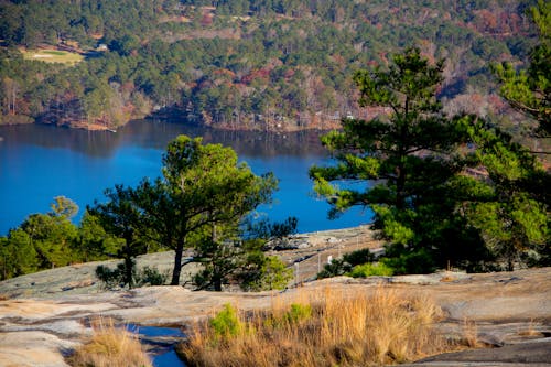 Foto profissional grátis de folhagem exuberante, folhas verdes escuras, lago