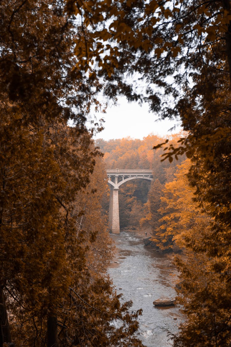 View On Bridge In Autumn Forest