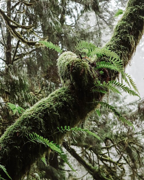 Immagine gratuita di albero, crescita, felce