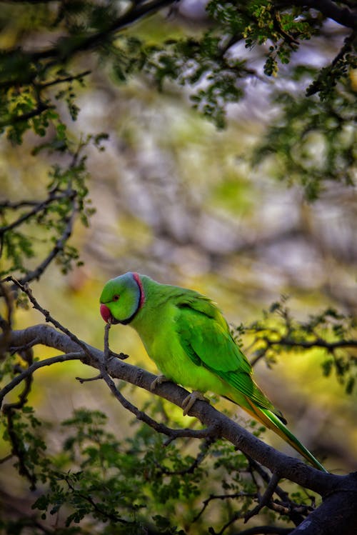 Green Bird Perched on Tree Branch