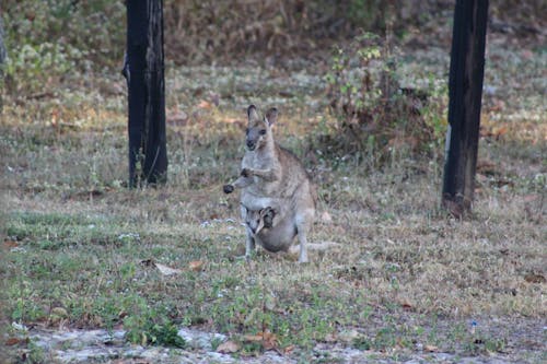 Základová fotografie zdarma na téma matka a joey