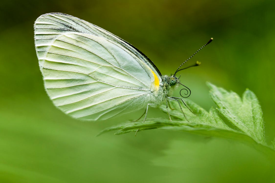 Free stock photo of butterfly