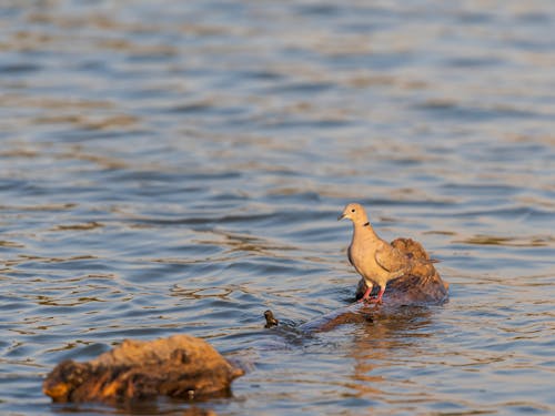 Ilmainen kuvapankkikuva tunnisteilla ilmauksia, järvi, Linnut