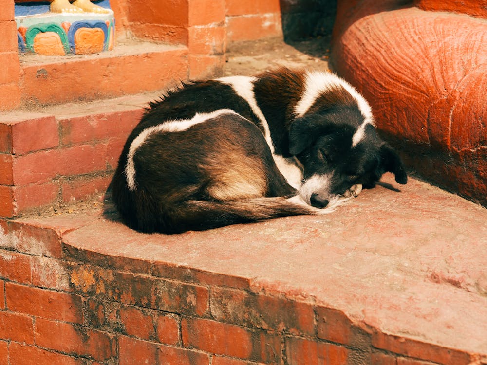 Free 

A Black and White Dog Sleeping Stock Photo