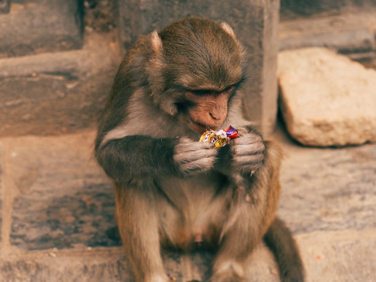 Beige Image Of A Monkey Holding A Candy Wrapper