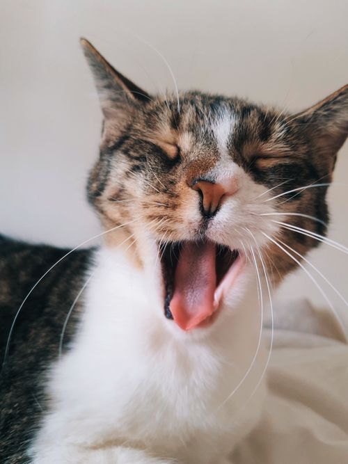 Free A close-up of a yawning tabby cat with closed eyes in a cozy indoor setting. Stock Photo