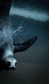 A close-up of a seal swimming gracefully underwater, showcasing marine wildlife.
