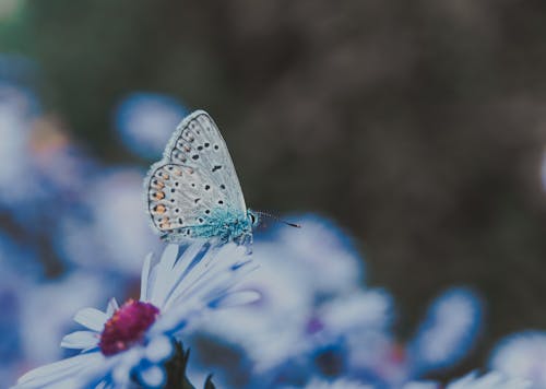 Photos gratuites de bleu commun, fermer, fleur