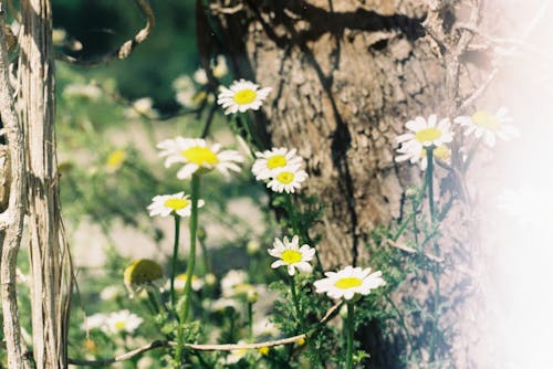Free 
Daisy Flowers in Bloom Stock Photo