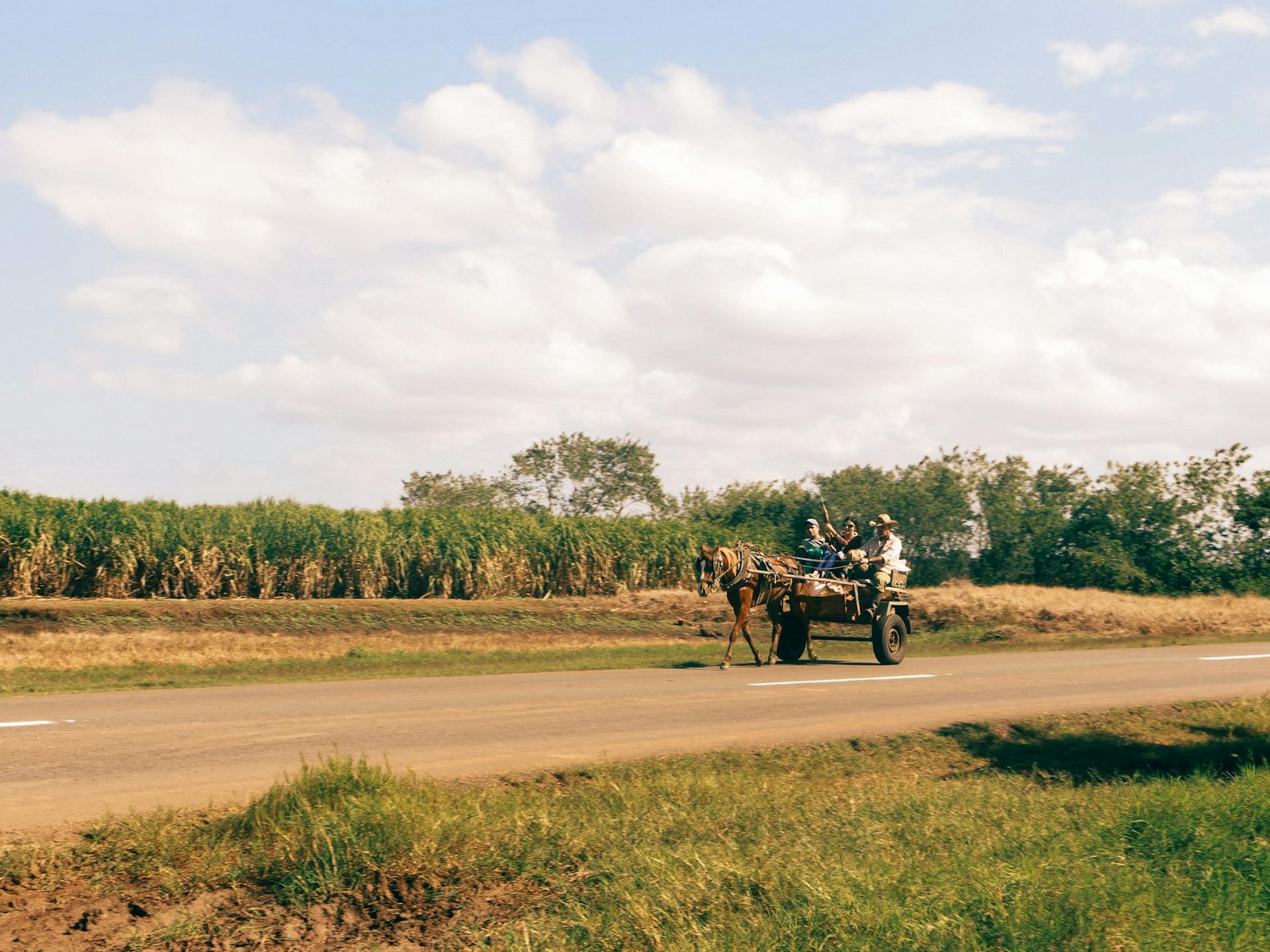 Horse Drawn Carriage on a Road