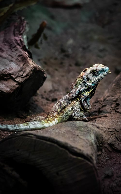 Free Brown and Black Lizard on Brown Rock Stock Photo