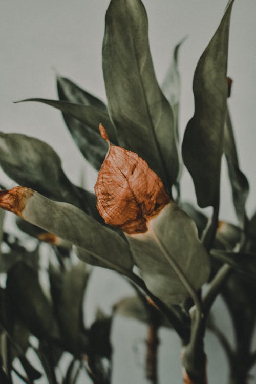 Plante à Feuilles Vertes Avec Pointe Brune Séchée