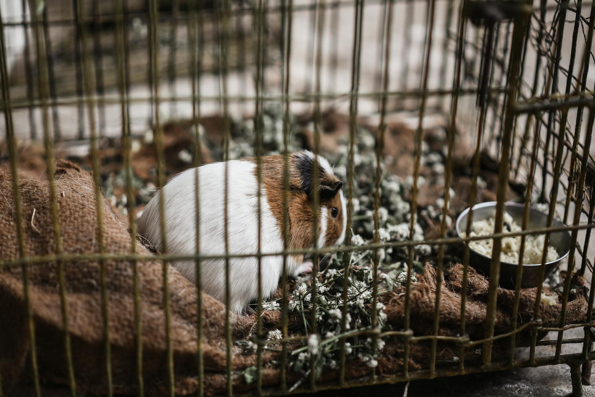 White and Brown Rabbit in the Cage