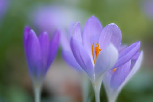 Foto stok gratis berkembang, bunga ungu, crocus