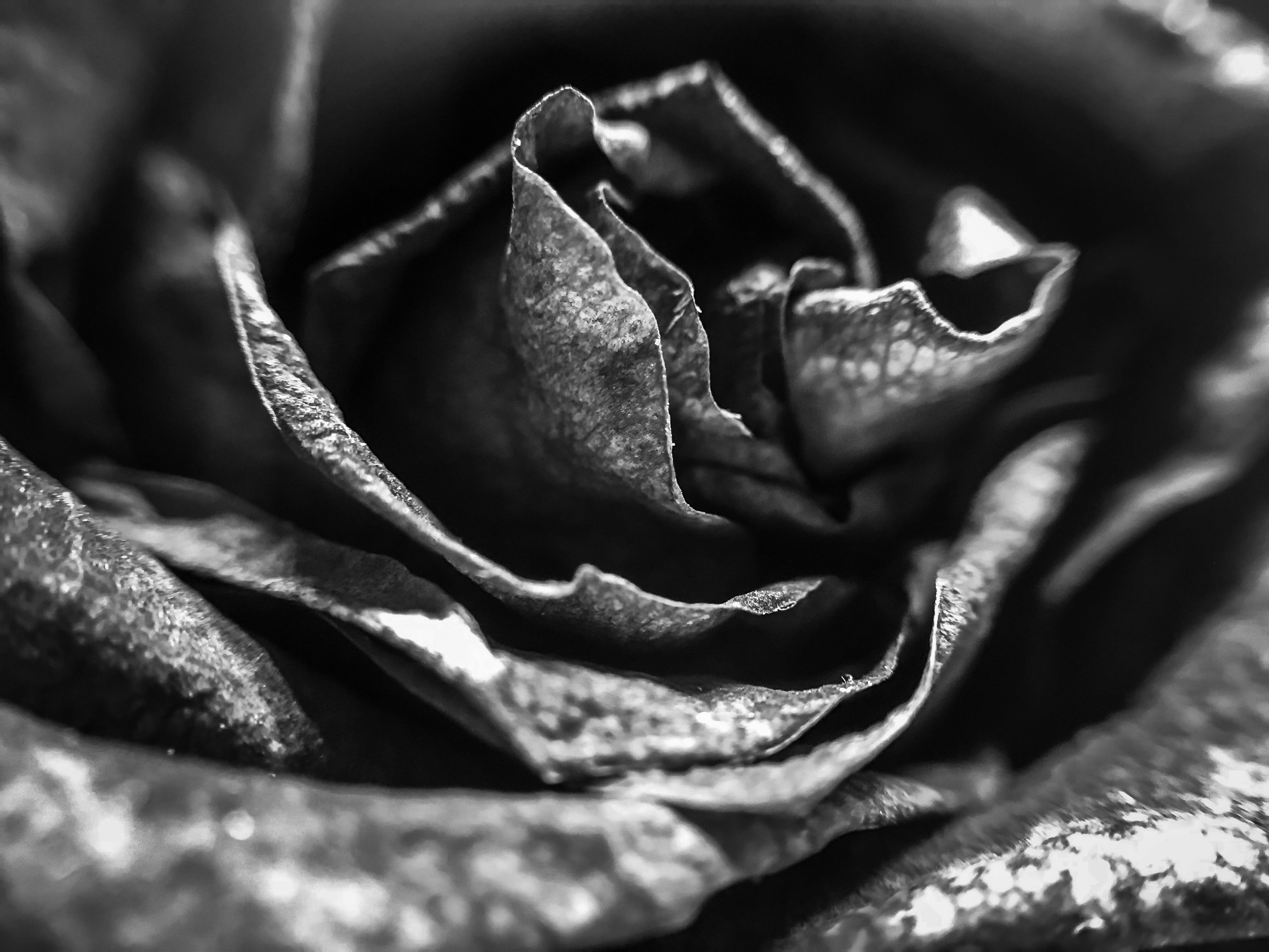 Free stock photo of black and white, rose