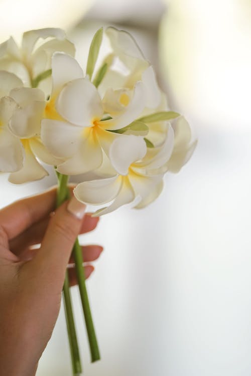 Gratis Immagine gratuita di avvicinamento, bocciolo, fiori bianchi Foto a disposizione