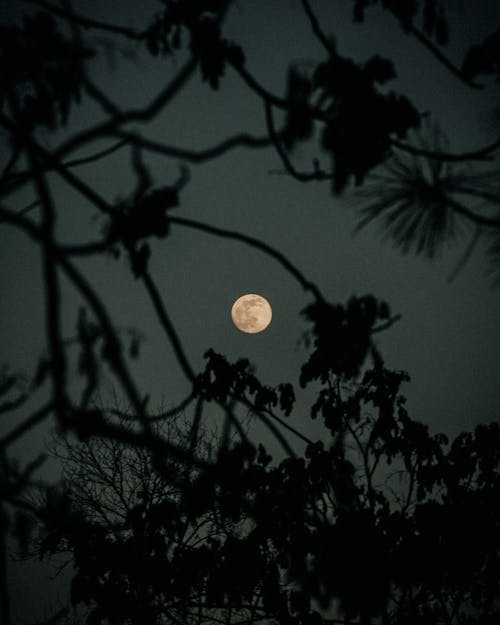 Gratis Fotos de stock gratuitas de arboles, cielo nocturno, fotografía de luna Foto de stock