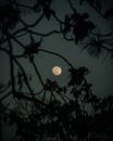 Silhouette of Tree Leaves during Full Moon