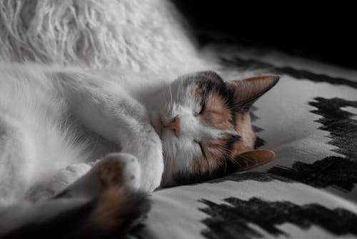회색과 검은 색 시트에 누워 짧은 털 흰색과 갈색 고양이