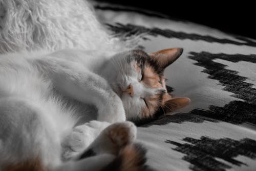小貓, 床, 毛皮 的 免费素材图片