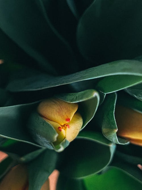 Fotos de stock gratuitas de brotar, de cerca, fotografía de flores