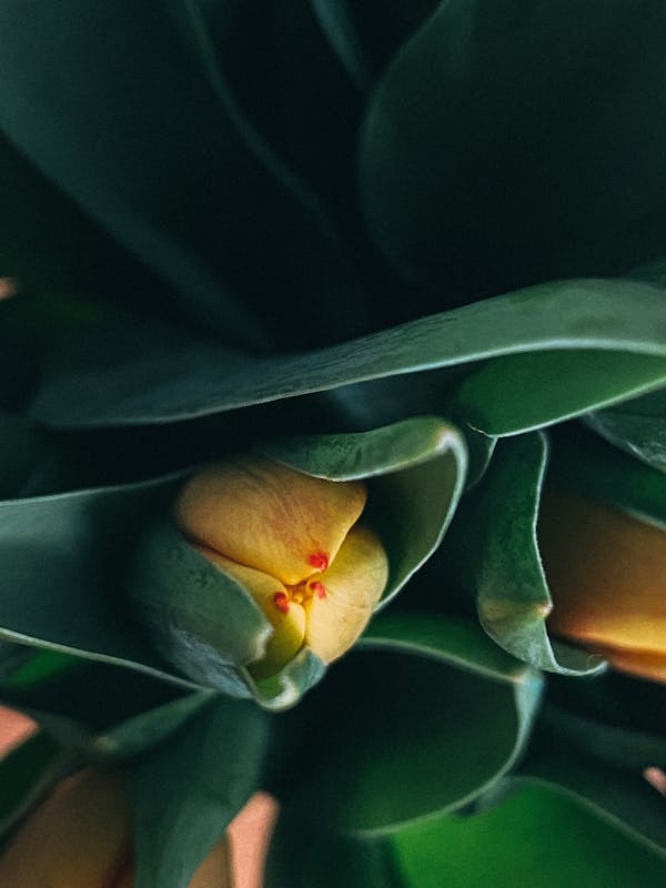 Lily Bud Opening