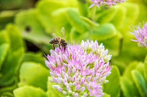 Free Bee on a Flower Stock Photo