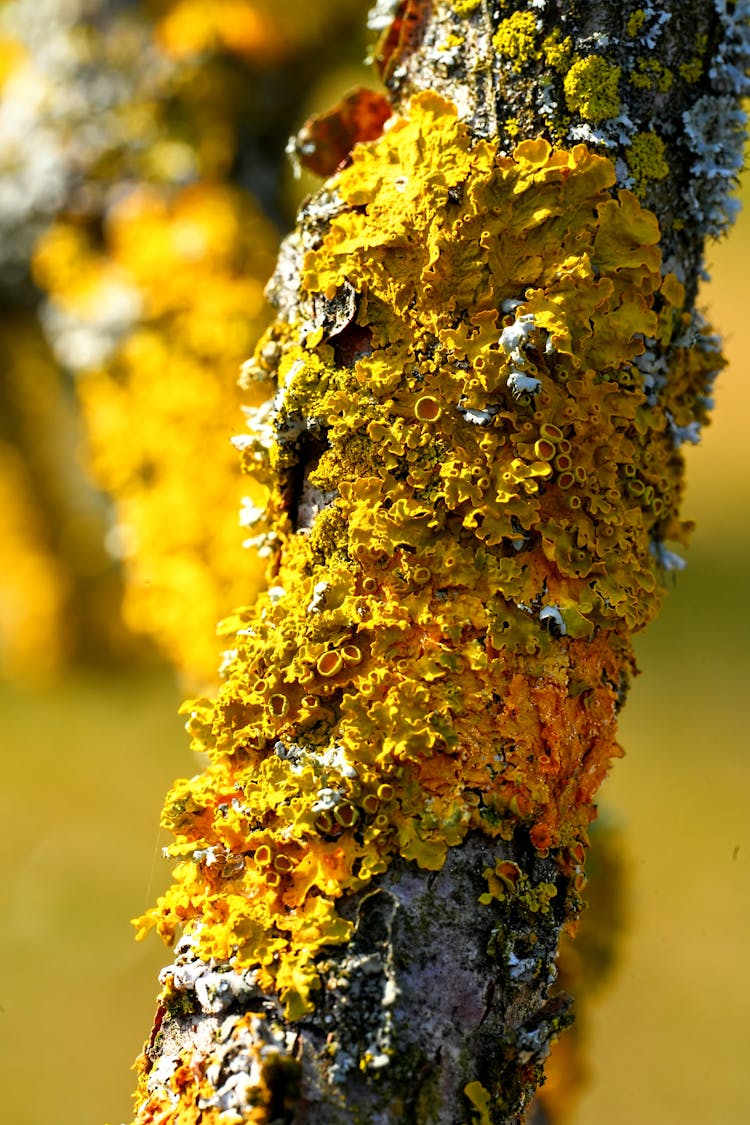 Yellow Moss On Tree Trunk