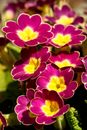 Purple Flowers in Close Up Photography