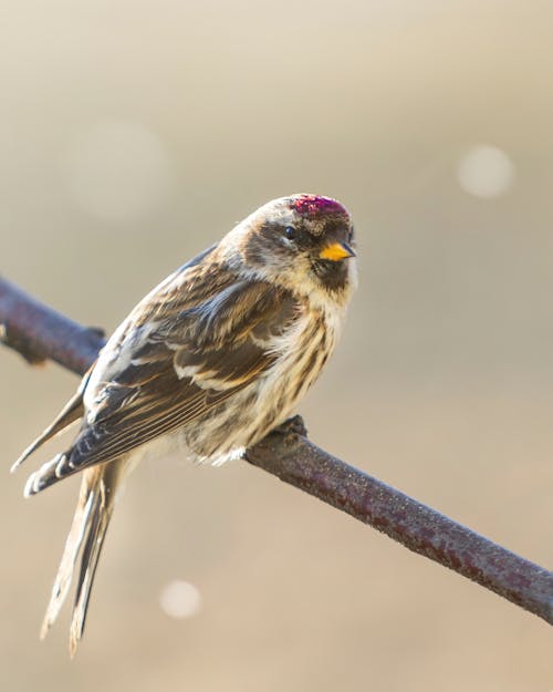 Brown Bird Perched on a Stick