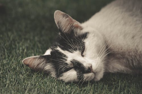 sleepycat, かわいい動物, キャットスリープの無料の写真素材
