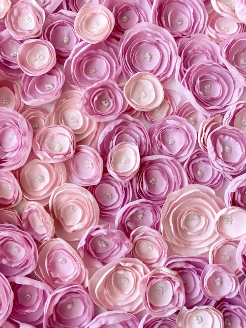 Pink Rose Flowers 